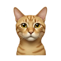 Razan N.'s profile picture