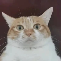 Finn Lau's profile picture