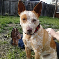 Amy McVicar's profile picture