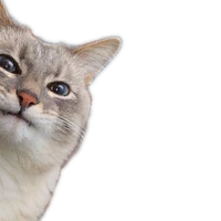 Miguel Angel Alonso Lazcano's profile picture