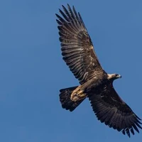 Vedeesh Dwivedi's profile picture