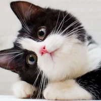 nicriverhoo's profile picture